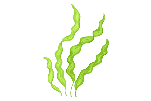 Download Brown Algae Plant. Marine Aquatic Wild F - Aquatic Collection